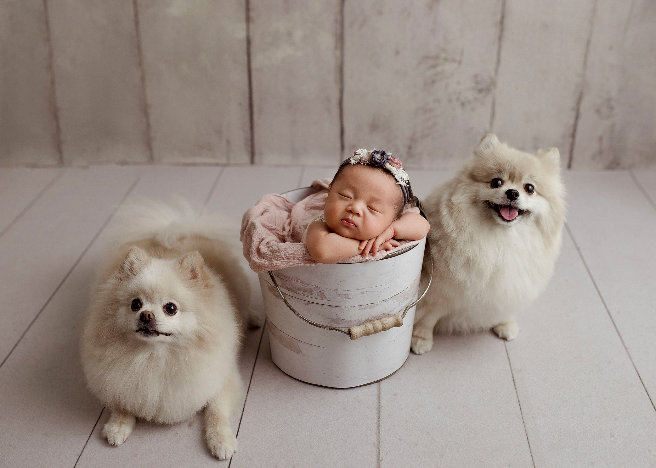 Edmonton Newborn Photography with dogs_Kelsie Kelly Photograher